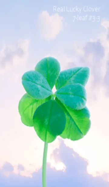 [LINE着せ替え] 本物ラッキークローバー 7-leaf #3-3の画像1