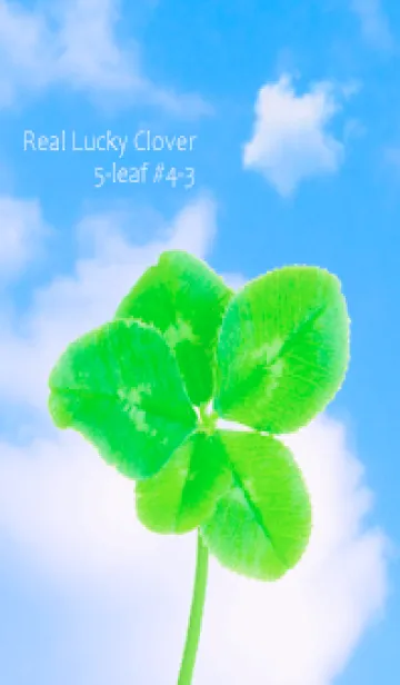 [LINE着せ替え] 本物ラッキークローバー 5-leaf #4-3の画像1