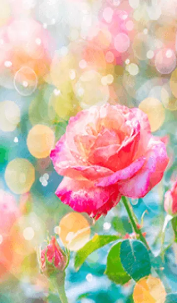 [LINE着せ替え] 薔薇(バラ)の花の着せかえ(R1724)の画像1