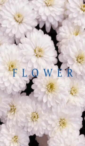 [LINE着せ替え] FLOWER -KIKU- 81の画像1