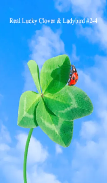 [LINE着せ替え] 本物ラッキークローバー & Ladybird #2-4の画像1