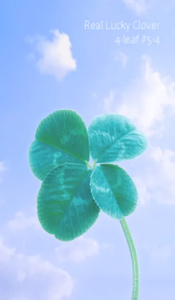 [LINE着せ替え] 本物ラッキークローバー 4-leaf #5-4の画像1