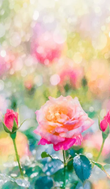 [LINE着せ替え] 薔薇(バラ)の花の着せかえ(R1791)の画像1