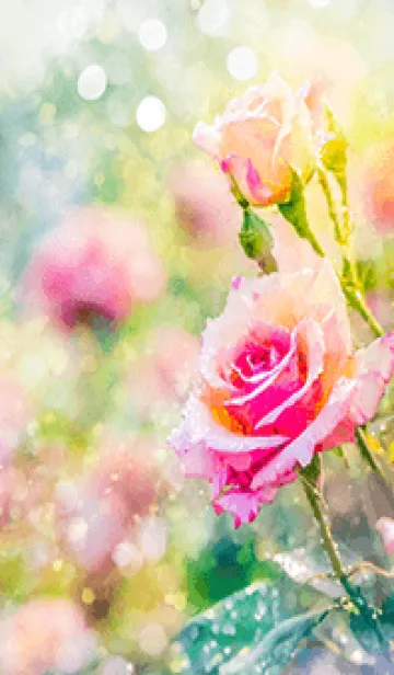 [LINE着せ替え] 薔薇(バラ)の花の着せかえ(R1845)の画像1