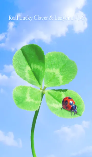 [LINE着せ替え] 本物ラッキークローバー & Ladybird #1-6の画像1