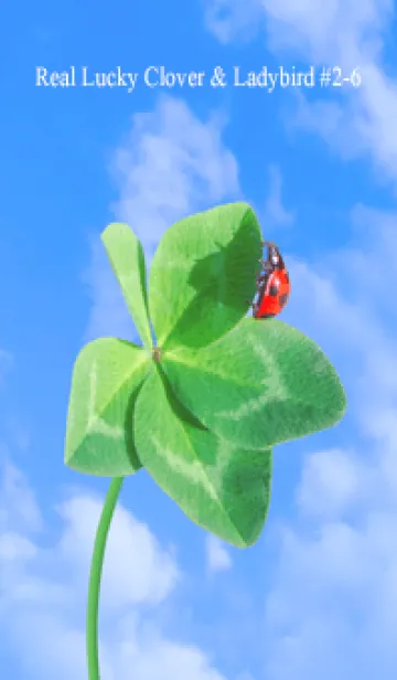 [LINE着せ替え] 本物ラッキークローバー & Ladybird #2-6の画像1