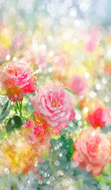 [LINE着せ替え] 薔薇(バラ)の花の着せかえ(R1888)の画像1