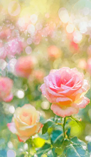 [LINE着せ替え] 薔薇(バラ)の花の着せかえ(R1907)の画像1