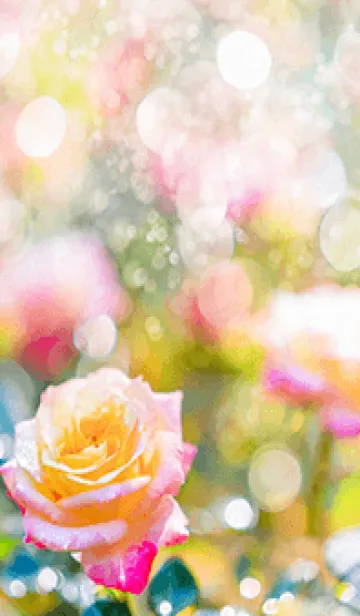 [LINE着せ替え] 薔薇(バラ)の花の着せかえ(R1904)の画像1