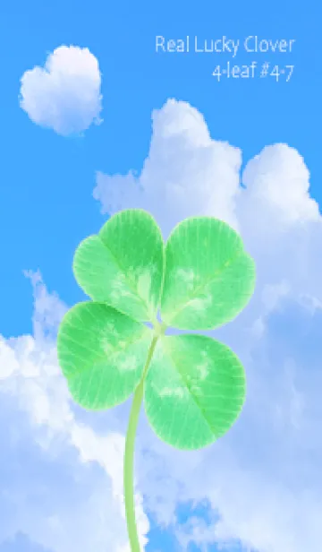 [LINE着せ替え] 本物ラッキークローバー 4-leaf #4-7の画像1