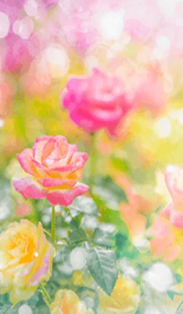 [LINE着せ替え] 薔薇(バラ)の花の着せかえ(R2000)の画像1