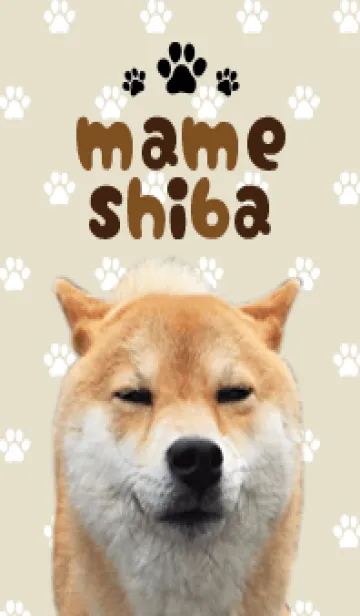 [LINE着せ替え] 豆柴のマメ 着せ替えの画像1