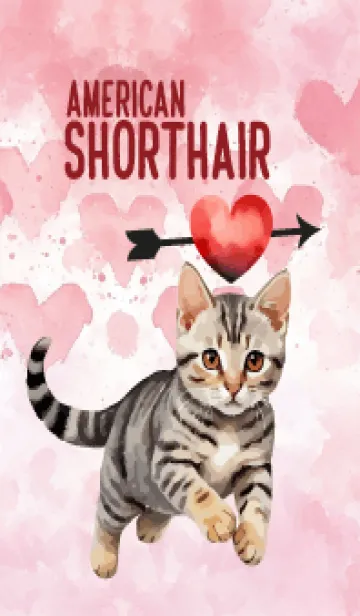 [LINE着せ替え] American Shorthair InLove Theme 2 (JP)の画像1