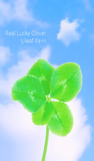 [LINE着せ替え] 本物ラッキークローバー 5-leaf #4-11の画像1