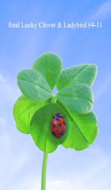 [LINE着せ替え] 本物ラッキークローバー & Ladybird #4-11の画像1