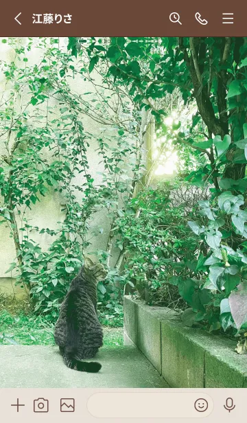 [LINE着せ替え] Cat of the holiday-GREEN 4の画像2