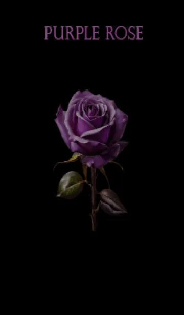 [LINE着せ替え] Purple roses on a black background(JP)の画像1