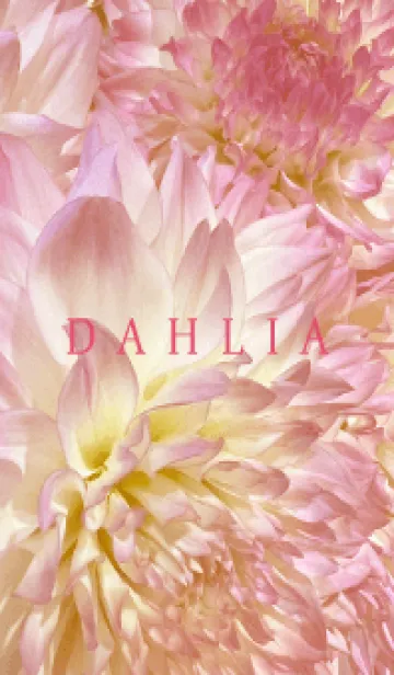 [LINE着せ替え] DAHLIA-Pink Beige Flower 51の画像1