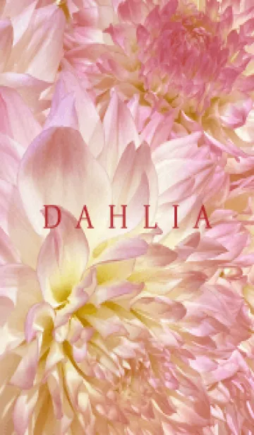 [LINE着せ替え] DAHLIA-Pink Beige Flower 52の画像1