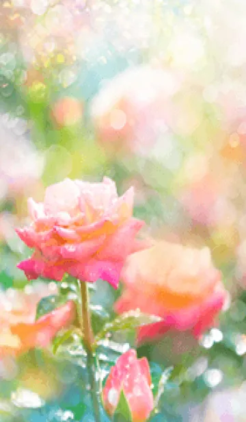 [LINE着せ替え] 薔薇(バラ)の花の着せかえ(R2396)の画像1