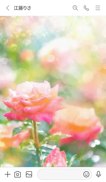 [LINE着せ替え] 薔薇(バラ)の花の着せかえ(R2396)の画像2