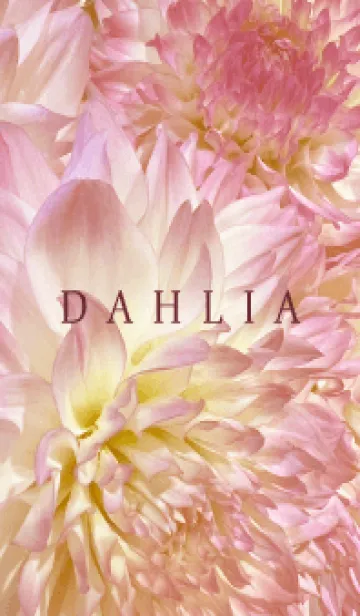 [LINE着せ替え] DAHLIA-Pink Beige Flower 54の画像1