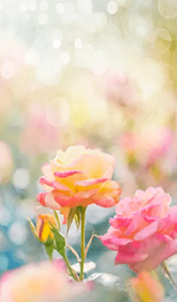 [LINE着せ替え] 薔薇(バラ)の花の着せかえ(R2433)の画像1