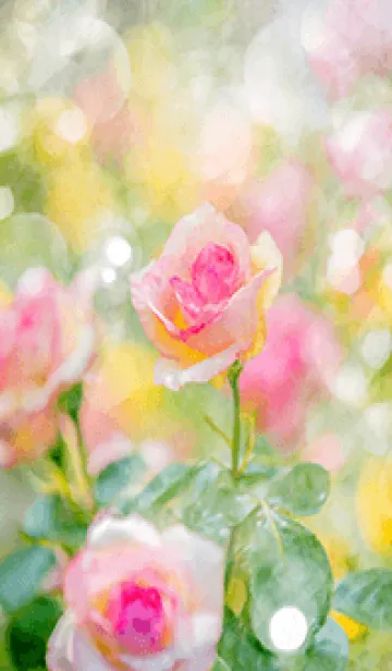 [LINE着せ替え] 薔薇(バラ)の花の着せかえ(R2452)の画像1