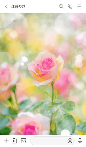 [LINE着せ替え] 薔薇(バラ)の花の着せかえ(R2452)の画像2