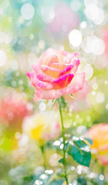 [LINE着せ替え] 薔薇(バラ)の花の着せかえ(R2479)の画像1