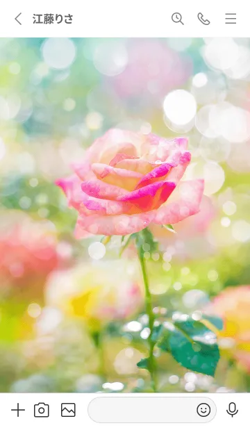 [LINE着せ替え] 薔薇(バラ)の花の着せかえ(R2479)の画像2