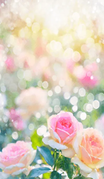 [LINE着せ替え] 薔薇(バラ)の花の着せかえ(R2507)の画像1