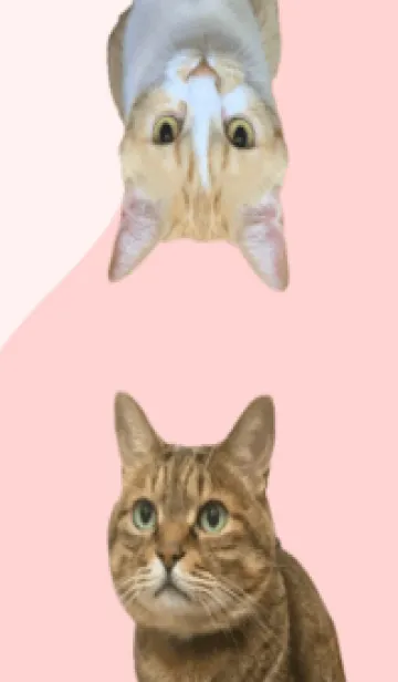 [LINE着せ替え] クッキーとこっぺの画像1