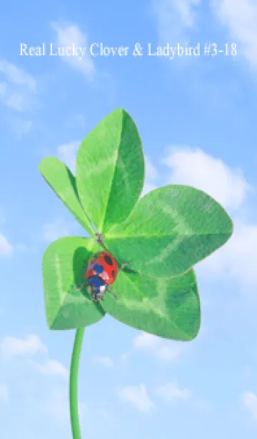 [LINE着せ替え] 本物ラッキークローバー & Ladybird #3-18の画像1