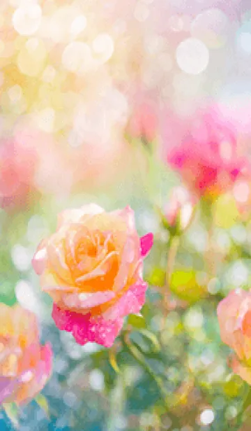 [LINE着せ替え] 薔薇(バラ)の花の着せかえ(R2588)の画像1