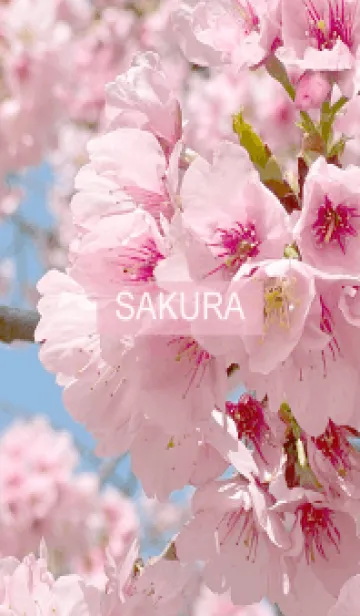 [LINE着せ替え] Spring is almost here. SAKURA.の画像1