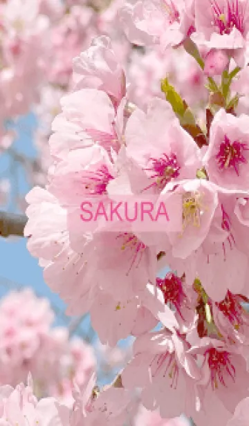 [LINE着せ替え] Spring is almost here. SAKURA.-2の画像1