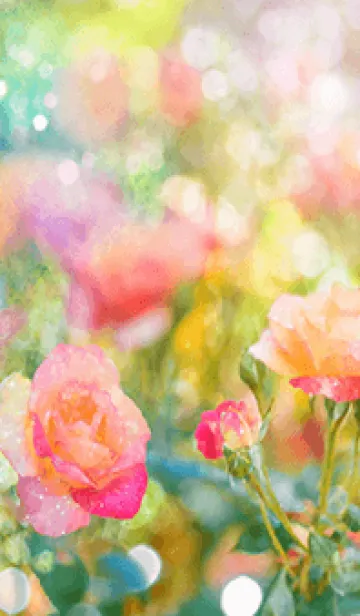 [LINE着せ替え] 薔薇(バラ)の花の着せかえ(R2608)の画像1