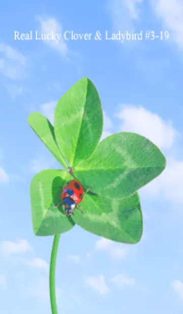 [LINE着せ替え] 本物ラッキークローバー & Ladybird #3-19の画像1