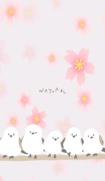 [LINE着せ替え] シマエナガ 桜咲く15の画像1