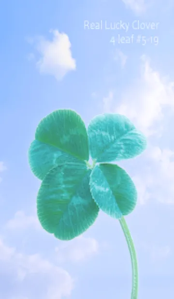 [LINE着せ替え] 本物ラッキークローバー 4-leaf #5-19の画像1