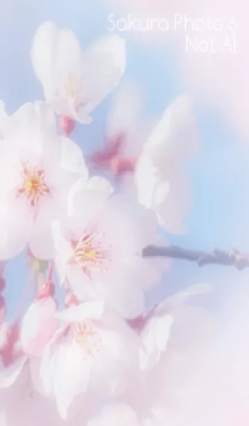 [LINE着せ替え] SakuraPhoto 6 Not AIの画像1