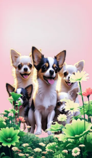 [LINE着せ替え] Chihuahua dogs theme (JP)の画像1