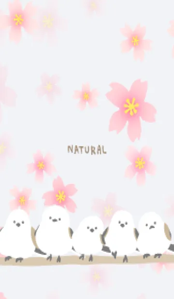 [LINE着せ替え] シマエナガ 桜咲く6の画像1