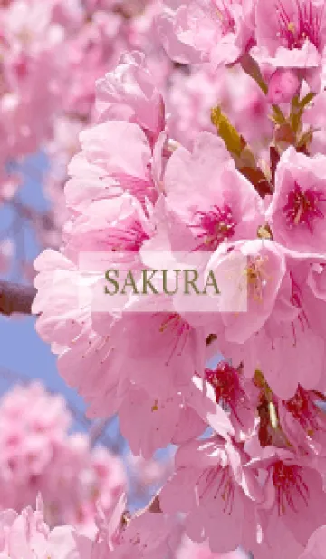 [LINE着せ替え] Spring is almost here-SAKURA PINKの画像1