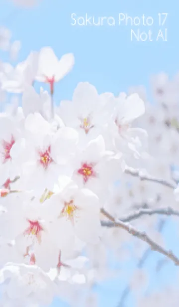 [LINE着せ替え] SakuraPhoto 17 Not AIの画像1