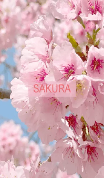 [LINE着せ替え] Spring is almost here. SAKURA.-6の画像1