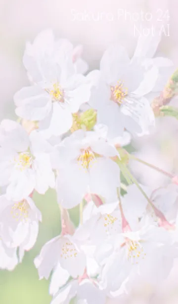 [LINE着せ替え] SakuraPhoto 24 Not AIの画像1