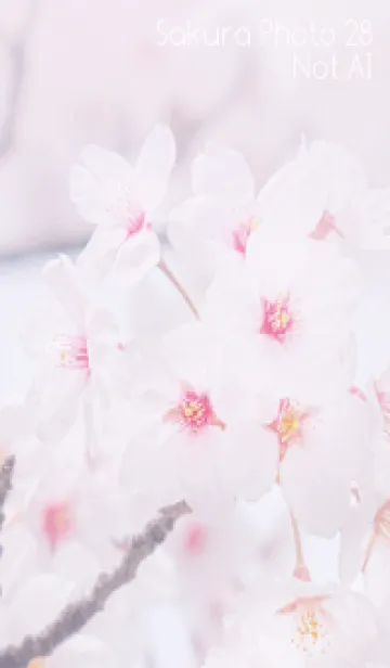 [LINE着せ替え] SakuraPhoto 28 Not AIの画像1