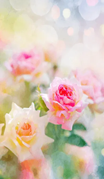 [LINE着せ替え] 薔薇(バラ)の花の着せかえ(R2731)の画像1